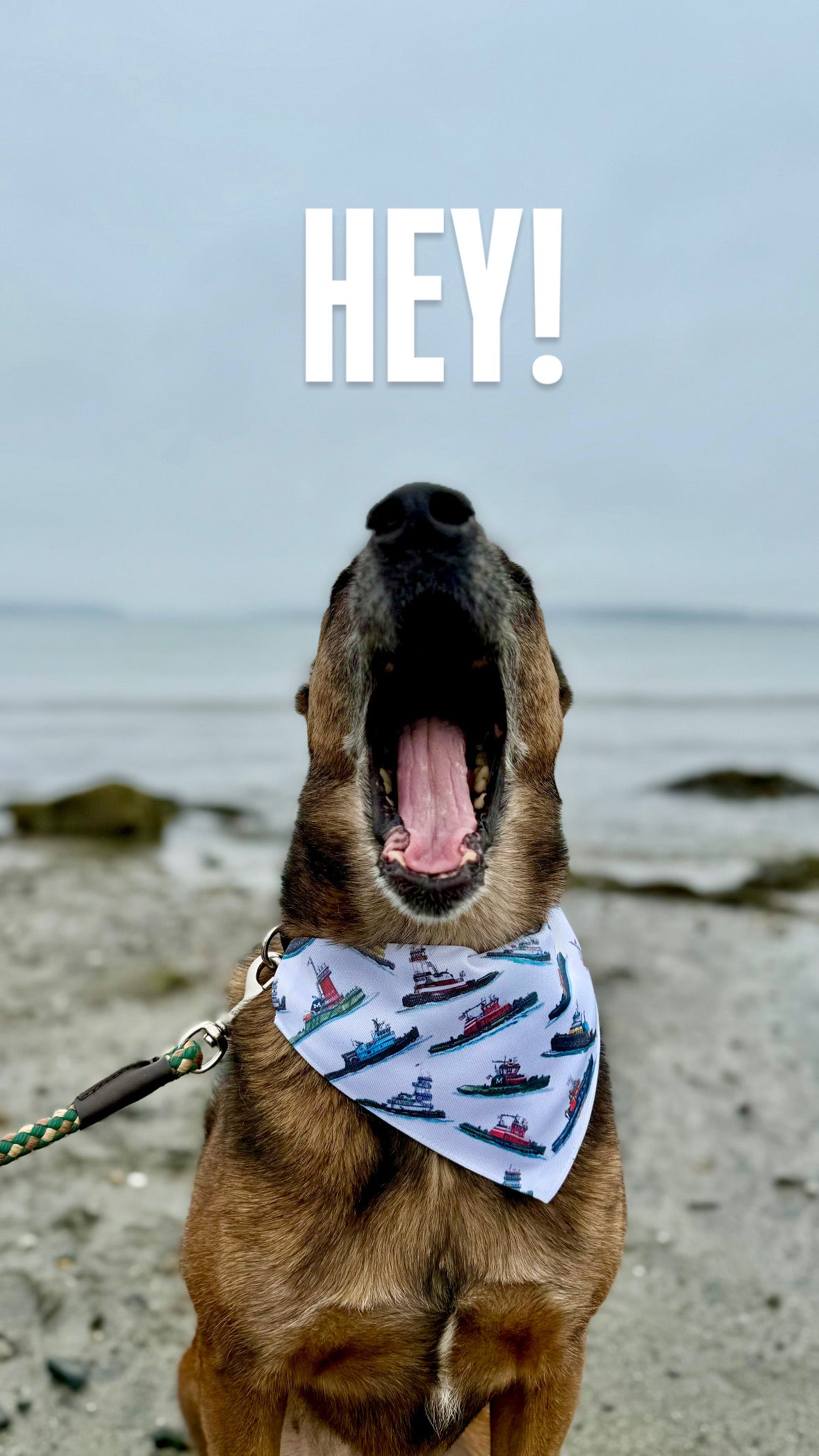 Tugboat Print Dog Bandana