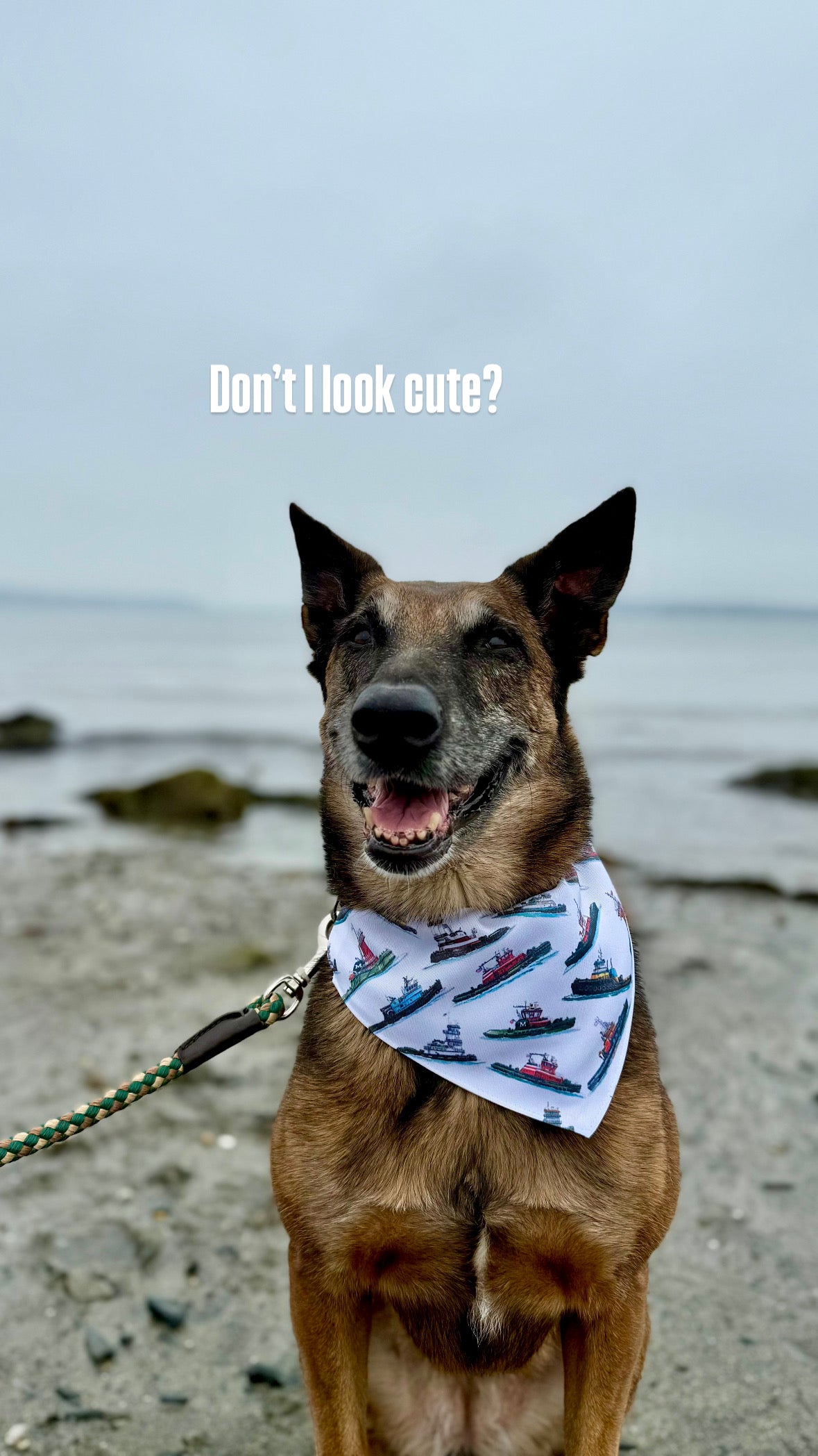 Tugboat Print Dog Bandana